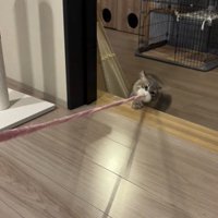 猫じゃらしを持っている猫