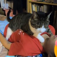 娘さんの胸の上に乗っかる猫
