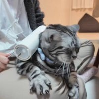 コロコロされている猫