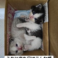 箱の中にいる2匹の子猫