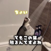 シャワーで遊んでいる猫