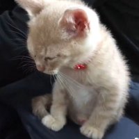 飼い主の膝の上に乗っている子猫