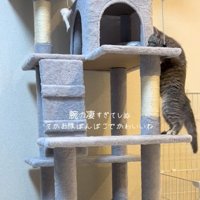 登ろうとする猫