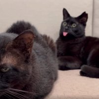 目を開ける猫