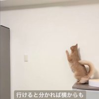 棚の上で立ち上がる猫