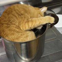 鍋を見る猫