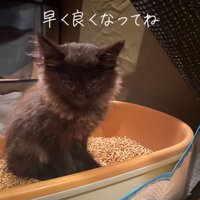 トイレに座ってカメラの方を見る子猫