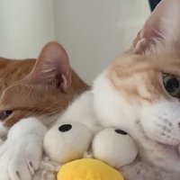 ベッドの上で寝ている二匹の猫