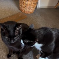 並んで座っている2匹の猫