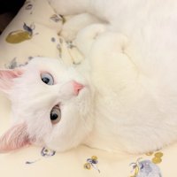 寝転がる猫