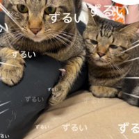 脚にしがみついている2匹の猫