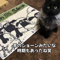 タオルの横に座る猫