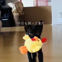 ぬいぐるみをくわえてもってくる子猫