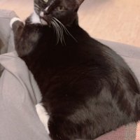 靴下模様の黒猫