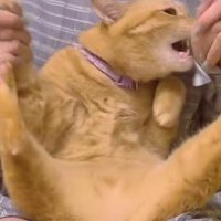 膝にのせられた猫