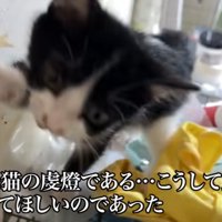 アップの猫
