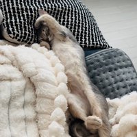 毛布の上で眠るアビシニアン