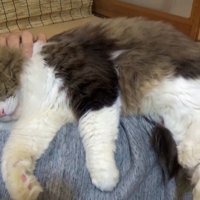 首をなでられる猫