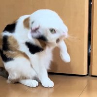 倒れようとする猫