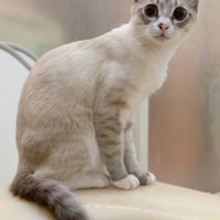 しっぽが風呂に浸かっている猫