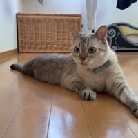 びっくりした顔の猫