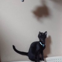 ぬいぐるみを見上げる子猫