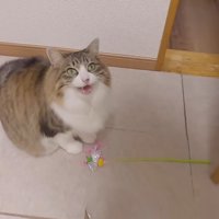 鳴き声を上げるななこちゃん