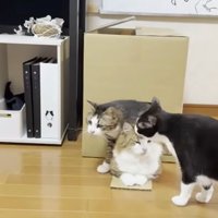 3頭の猫