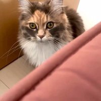 座っている猫