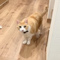 見つめてくるロビン