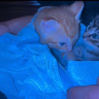 向かい合う2匹の子猫