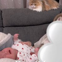 ないてる赤ちゃんを見る猫