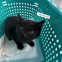 ケースの中の猫