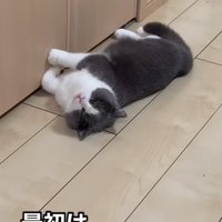 フローリングの上で横たわる猫「最初は寝てばかりでお腹もこわしてた」