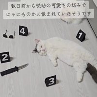 お腹を出して眠る猫
