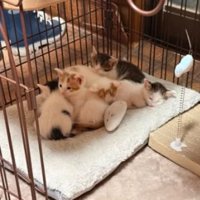 ケージの中の子猫