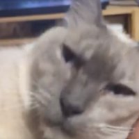 カメラ目線の猫