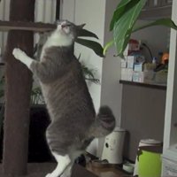 キャットタワーに顔をこすりつける猫