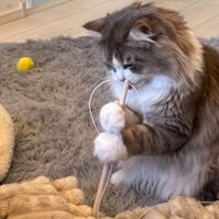 二足立ちしている猫