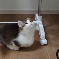 上を向く猫