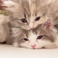 重なって寝ている2匹のミヌエットの子猫