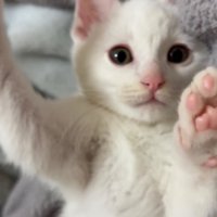 寝転がって遊ぶ子猫