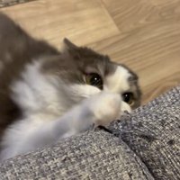 おもちゃにじゃれている猫