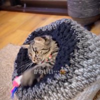 猫ハウスから顔を出して、猫じゃらしで遊ぶキジトラ猫