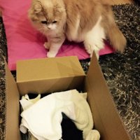箱の中を見る成猫