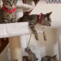おやつを見る猫