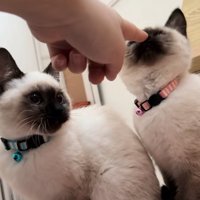 飼い主の指の匂いを嗅ぐ子猫