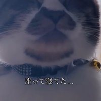 座ったまま眠る猫の顔
