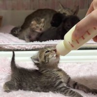 飲む猫