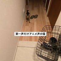 返事をする猫